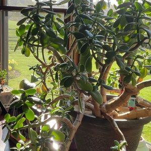 Meet your Posher, Alice